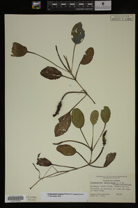 Potamogeton nodosus image