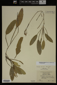Potamogeton nodosus image