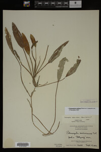 Potamogeton nodosus image