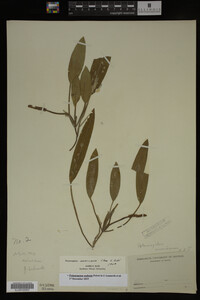 Potamogeton nodosus image