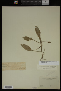 Potamogeton nodosus image