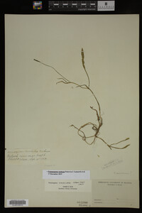 Potamogeton nodosus image