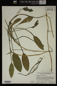 Potamogeton nodosus image