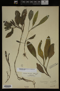 Potamogeton nodosus image