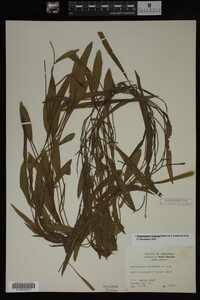 Potamogeton nodosus image