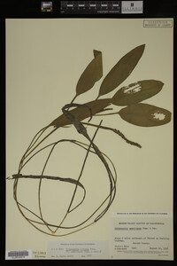 Potamogeton nodosus image