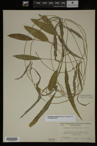 Potamogeton nodosus image