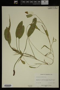 Potamogeton nodosus image