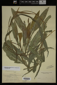 Potamogeton nodosus image