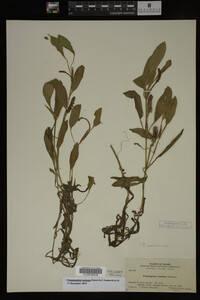 Potamogeton nodosus image