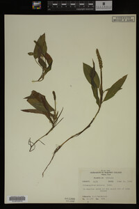 Potamogeton nodosus image