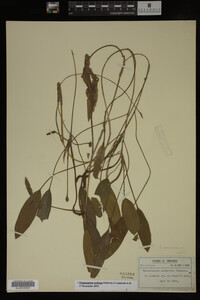 Potamogeton nodosus image