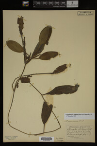 Potamogeton nodosus image