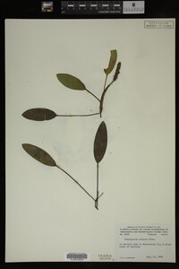 Potamogeton nodosus image