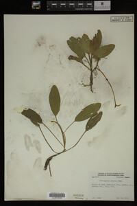 Potamogeton nodosus image