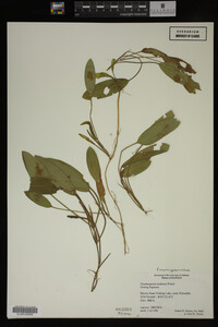 Potamogeton nodosus image