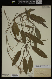 Potamogeton nodosus image