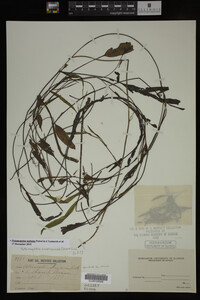 Potamogeton nodosus image