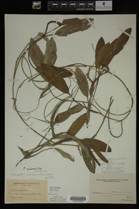 Potamogeton nodosus image