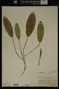 Potamogeton nodosus image