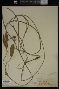 Potamogeton nodosus image