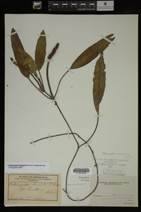 Potamogeton nodosus image