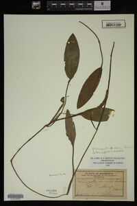 Potamogeton nodosus image