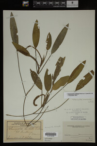 Potamogeton nodosus image