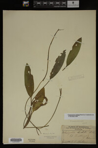 Potamogeton nodosus image