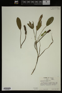 Potamogeton nodosus image