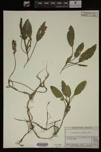 Potamogeton nodosus image