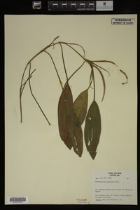 Potamogeton nodosus image
