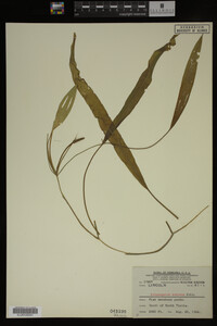 Potamogeton nodosus image