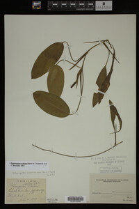 Potamogeton nodosus image