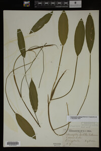 Potamogeton nodosus image