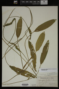 Potamogeton nodosus image