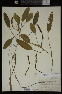 Potamogeton nodosus image