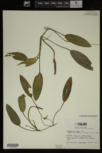 Potamogeton nodosus image