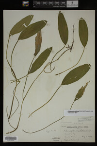 Potamogeton nodosus image