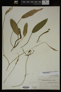 Potamogeton nodosus image