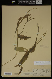 Potamogeton nodosus image