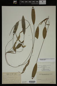 Potamogeton nodosus image