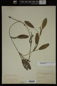Potamogeton nodosus image
