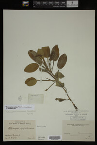 Potamogeton nodosus image