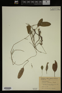 Potamogeton nodosus image