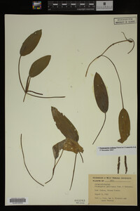 Potamogeton nodosus image