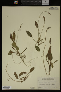 Potamogeton nodosus image