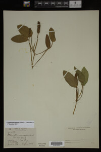 Potamogeton nodosus image