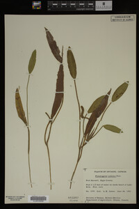 Potamogeton nodosus image