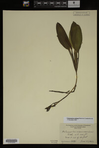 Potamogeton nodosus image